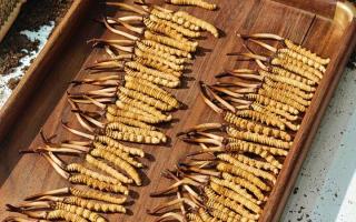 冬蟲夏草現(xiàn)在不值錢了嗎？2026年市場(chǎng)真相揭秘