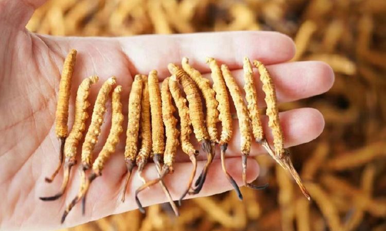 冬蟲夏草各地產(chǎn)量揭秘