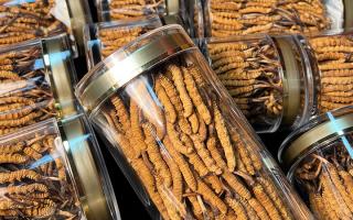 揭秘適合冬蟲夏草生長(zhǎng)的環(huán)境，西藏那曲蟲草網(wǎng)解讀雪域孕育密碼