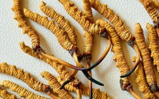 冬蟲夏草保存的最佳溫度，西藏那曲蟲草網(wǎng)教你鎖住雪域珍草營(yíng)養(yǎng)