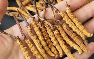 2026冬蟲夏草干貨多少錢一克｜西藏那曲蟲草網(wǎng)，行業(yè)權(quán)威行情解讀