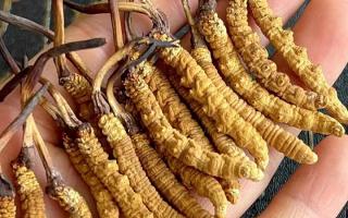 藏紅花和冬蟲夏草哪個(gè)貴？揭秘2026年最新價(jià)格真相