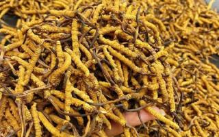 西藏那曲蟲(chóng)草網(wǎng)｜一克冬蟲(chóng)夏草煲多少水合適？行業(yè)權(quán)威指南來(lái)了