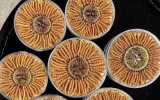 100塊錢一盒冬蟲夏草能買嗎？行業(yè)權威拆解+避坑指南