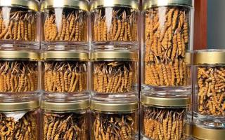 花膠和冬蟲(chóng)夏草一起煲嗎？行業(yè)權(quán)威解讀+實(shí)操指南