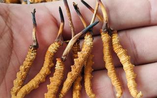 哪里買(mǎi)冬蟲(chóng)夏草好？3大靠譜渠道+避坑攻略