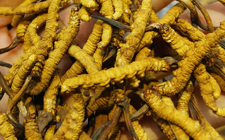 冬蟲(chóng)夏草哪家牌子好？3大核心標(biāo)準(zhǔn)+優(yōu)質(zhì)品牌盤(pán)點(diǎn)