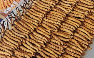 寶寶可以服用冬蟲(chóng)夏草嗎？權(quán)威指南，科學(xué)滋補(bǔ)不踩坑