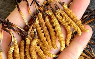 權(quán)威辨假指南，教你一眼分清真冬蟲(chóng)夏草，避開(kāi)市場(chǎng)陷阱