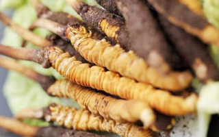 雪域珍草可尋蹤——西藏那曲蟲(chóng)草網(wǎng)教你找準(zhǔn)冬蟲(chóng)夏草正規(guī)購(gòu)買(mǎi)渠道