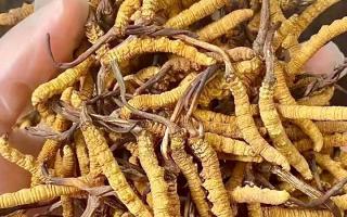 10克冬蟲(chóng)夏草泡多少酒？西藏那曲蟲(chóng)草網(wǎng)揭秘正確配比及泡酒竅門(mén)