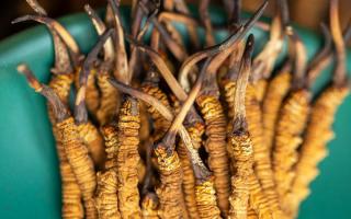 900根一斤的冬蟲夏草價(jià)格多少？西藏那曲蟲草網(wǎng)揭秘2026年最新行情及選購(gòu)指南