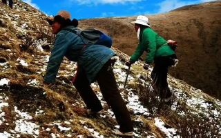 冬蟲夏草如何區(qū)別好壞？那曲行業(yè)平臺(tái)教你4步精準(zhǔn)鑒別