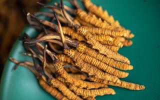 4根一克的冬蟲(chóng)夏草多大？那曲蟲(chóng)草行業(yè)網(wǎng)站詳解尺寸標(biāo)準(zhǔn)