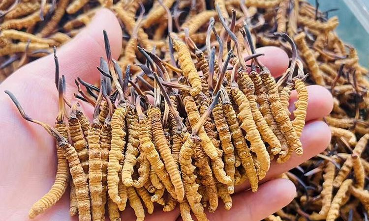 西藏那曲冬蟲夏草行業(yè)網站 