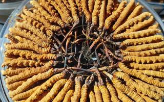 燉鴨子能放冬蟲夏草嗎？詳解搭配要點(diǎn)與滋補(bǔ)邏輯