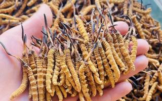 西藏那曲冬蟲夏草行業(yè)網(wǎng)站：2026年3月行情走勢圖全景解析，洞察行業(yè)動態(tài)