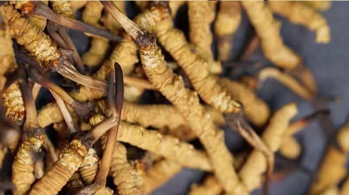 冬蟲夏草多少錢