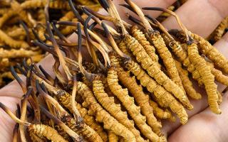 蟲(chóng)草12根1克多少錢(qián)一斤？2026年那曲正宗蟲(chóng)草價(jià)格詳解