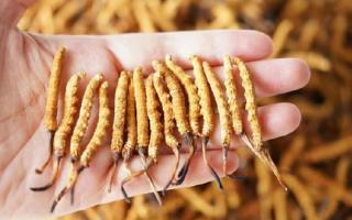 純正宗那曲冬蟲(chóng)夏草一根多少錢(qián)？2026年單根價(jià)格全景指南