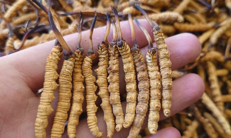 冬蟲(chóng)夏草主要產(chǎn)地詳解