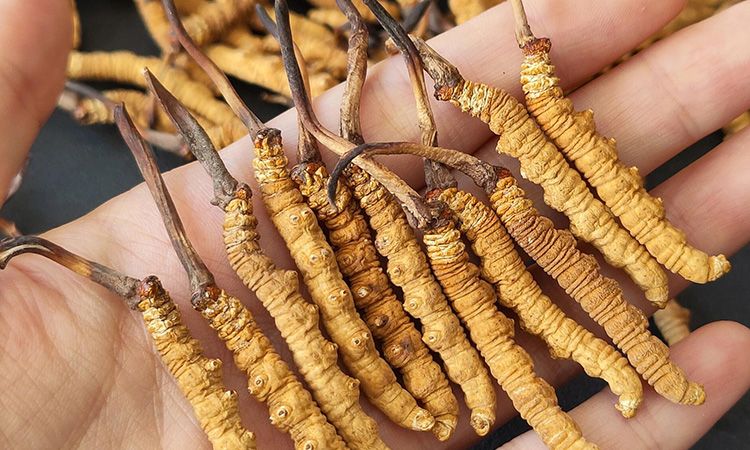 <a href=http://www.baduowang.com/s/cczjjd target=_blank class=infotextkey>冬蟲夏草真假鑒定</a>