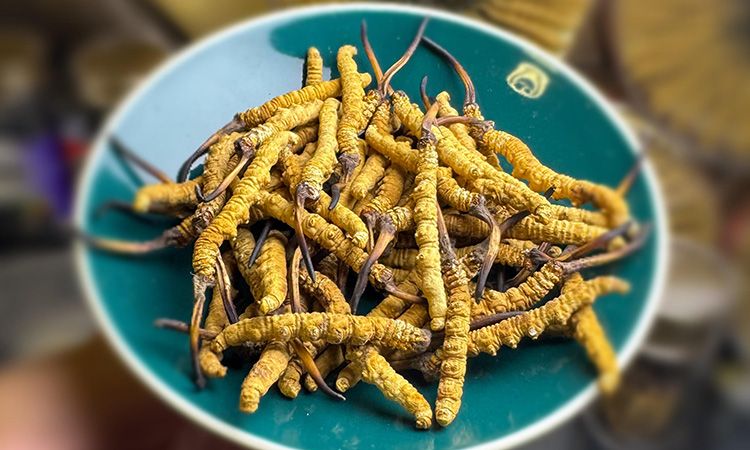 揭秘冬蟲夏草采挖前后變化：那曲雪域珍品的采挖密碼