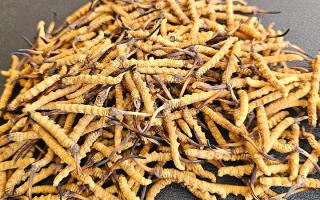 2026年西藏那曲優(yōu)質(zhì)冬蟲夏草市場價詳解